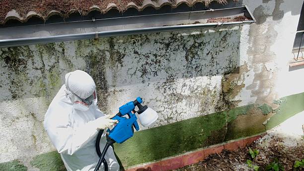 Top rated local Mold Inspection And Testing specialists in Accident, MD